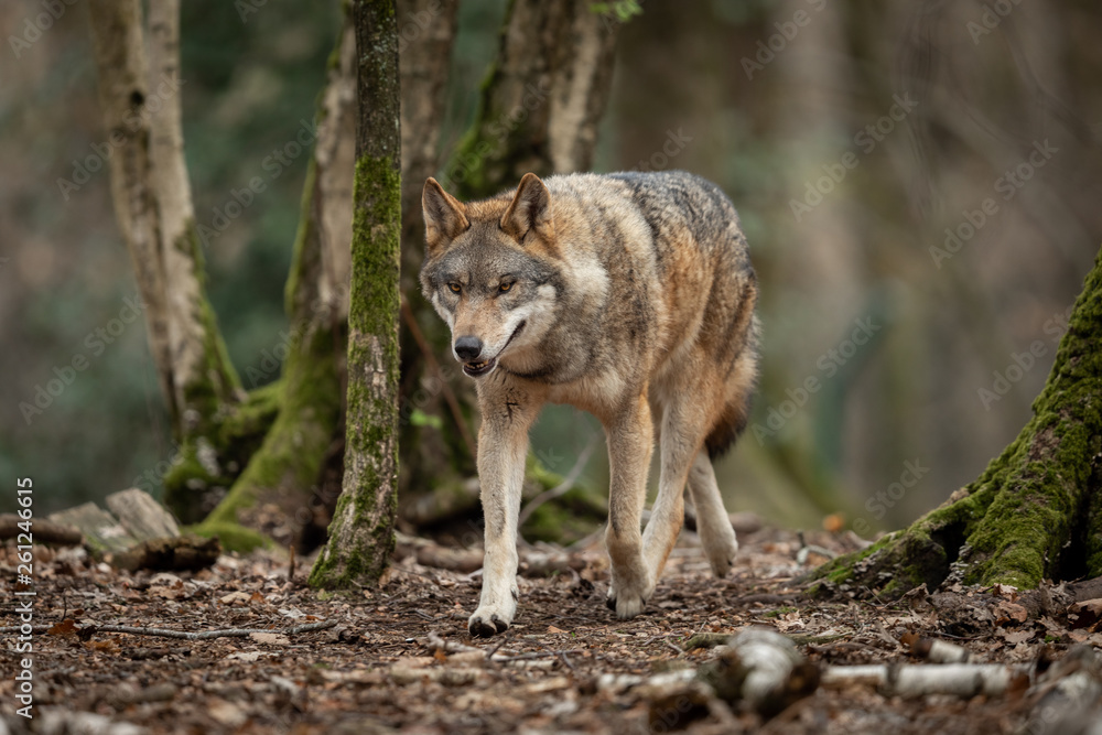 Grey wolf in the forest