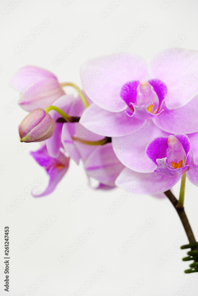 closeup of pink orchid flower