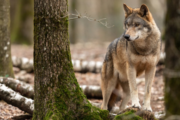Acrylglasbilder Waldtiere Grauwolf streift durch den Wald  © AB Photography