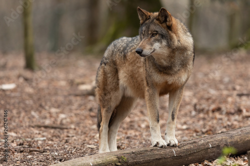 Grey wolf in the forest