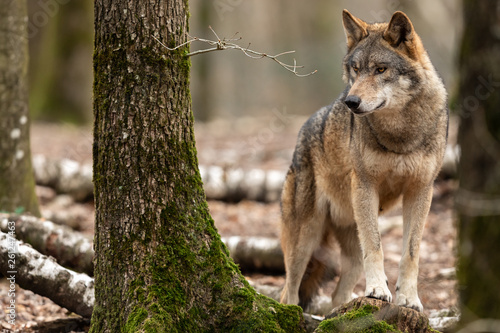 Grey wolf in the forest photo