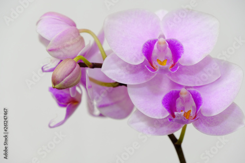 closeup of pink orchid flower