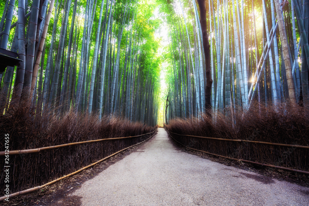 Fototapeta Arashiyama Bamboo Forest famous place in Kyoto Japan. - The Arashiyama Bamboo Grove is one of Kyoto’s top sightseeing for tourist travel to Kyoto and Kansai, Japan.