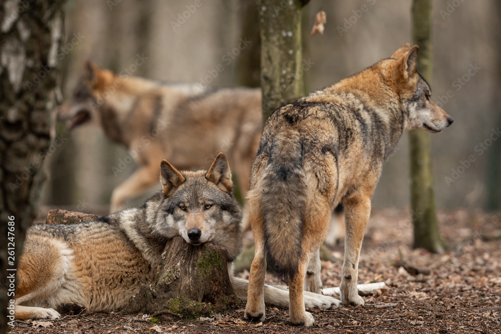 Grey wolf in the forest Grey wolf in the forest