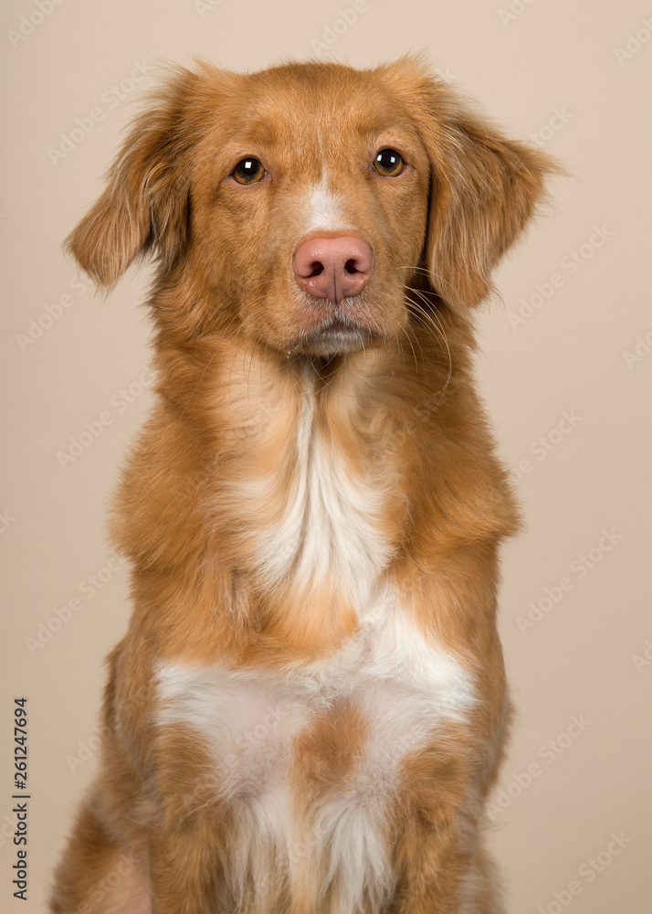 Portrait of a nova scotia duck tolling retriever looking at the camera on a creme colored background Portrait of a nova scotia duck tolling retriever looking at the camera on a creme colored background