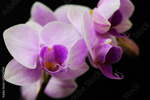 closeup of orchid flower