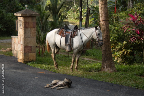 Saddled horse and lying dog in Pedacito de Cielo near Boca Tapada in Costa Rica photo