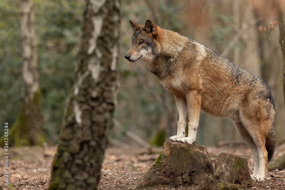 Obraz premium Grey wolf in the forest