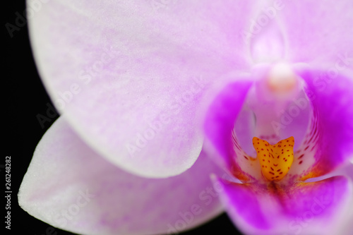 closeup of pink orchid flower