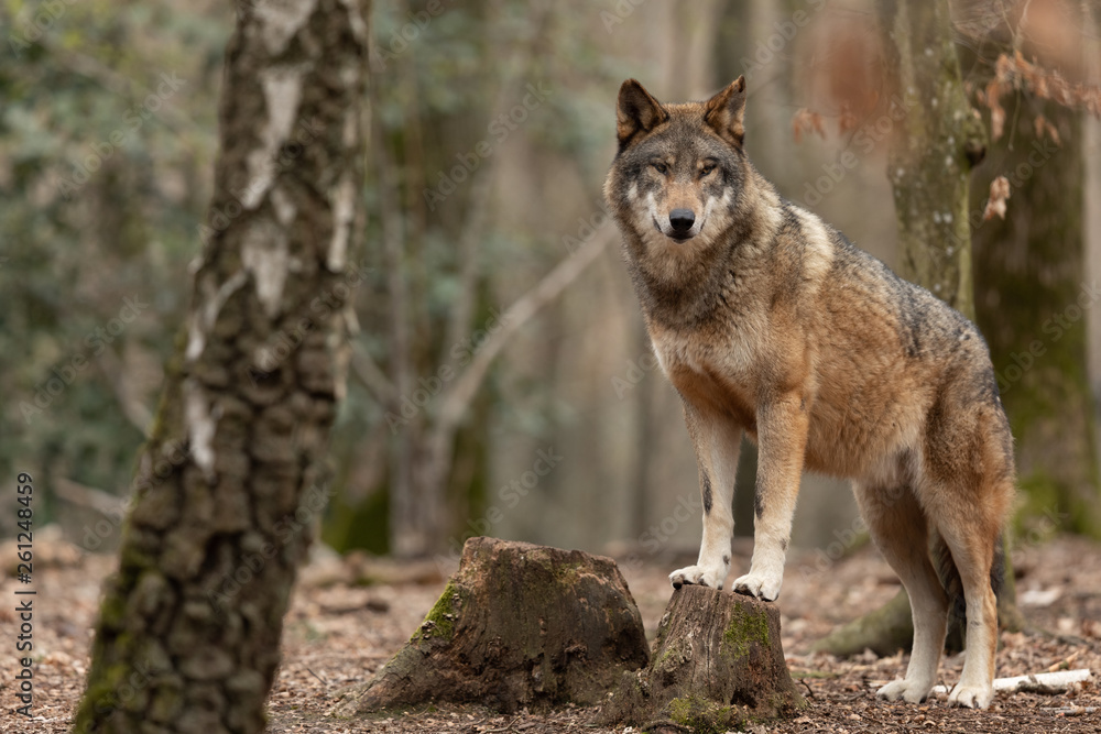 Grey wolf in the forest - obrazy, fototapety, plakaty 