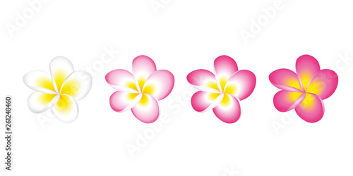 plumeria frangipani flower blossom white and pink set isolated on white background vector illustration EPS10