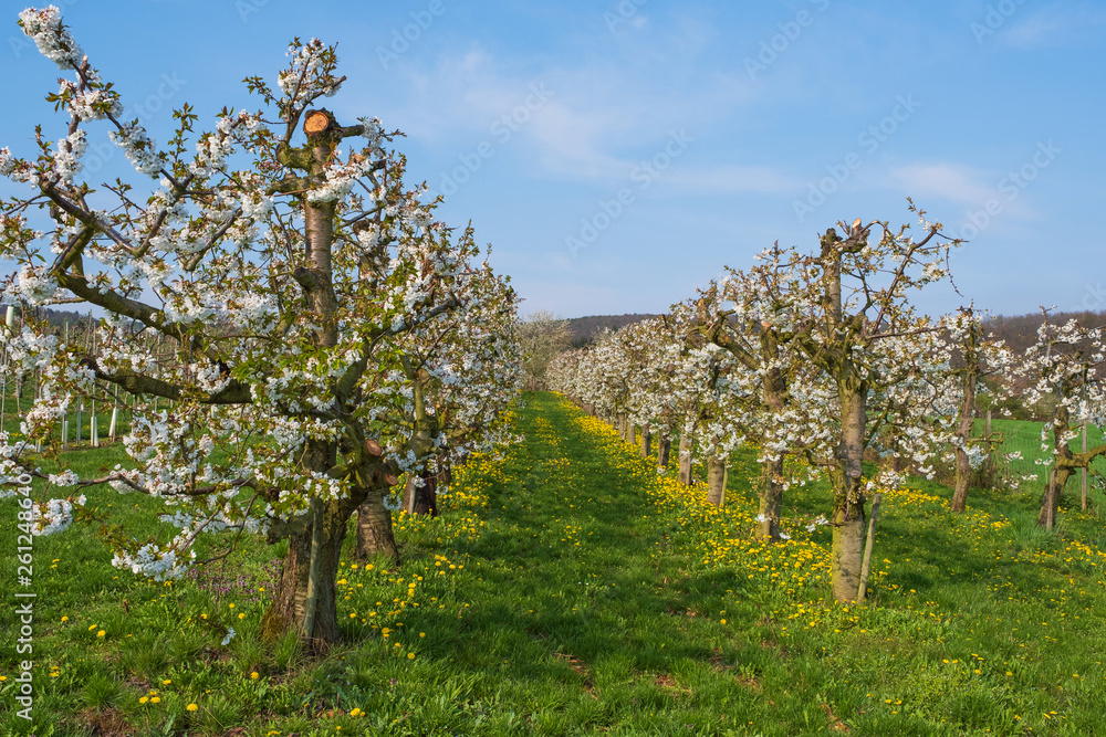 Blühende Kirschbäume in einer Reihe