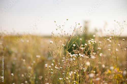 Field with multicolored flowers