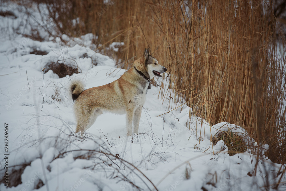 winter walk with a dog