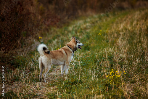 walk in the field with a dog