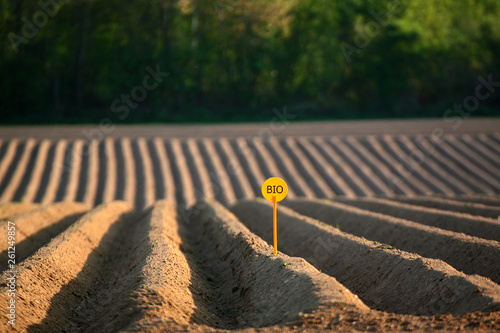 CULTURE DE POMME DE TERRE photo