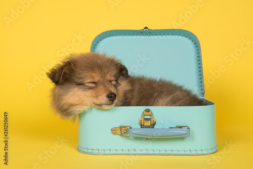 Shetland sheepdog puppy sleeping in a blue suitcase on a yellow background photo