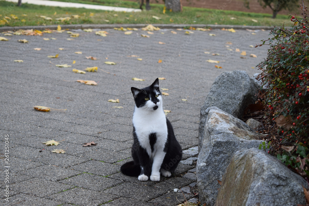 Black/White Cat in Autumn / Katze im Herbst Black/White Cat in Autumn / Katze im Herbst