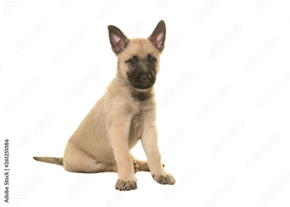 wire haired dutch shepherd