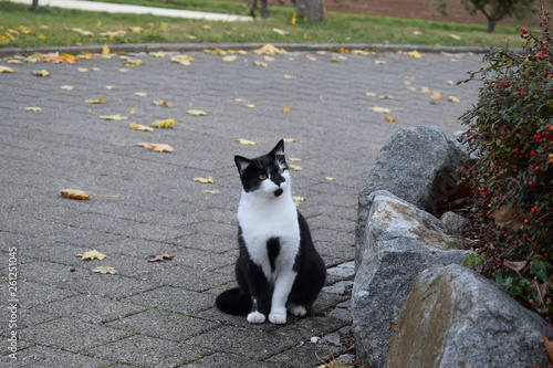 Black/White Cat in Autumn / Katze im Herbst