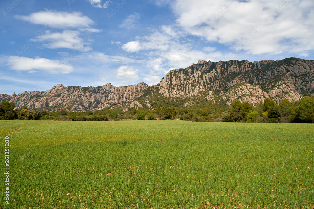 Fototapeta premium summer day view field with poppies on a background of mountains