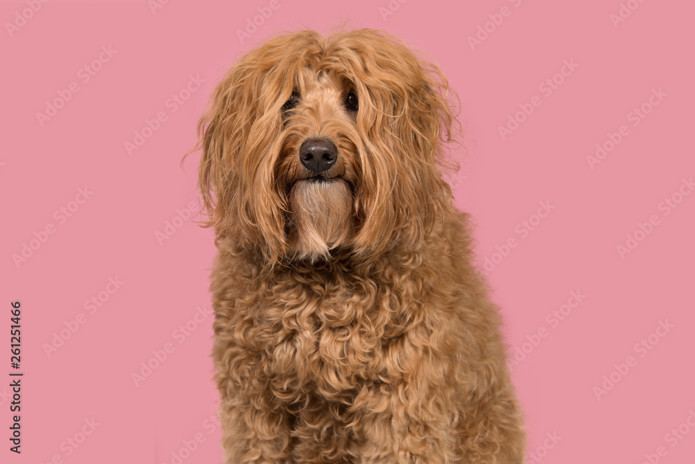 Portrait of a labradoodle on a pink background