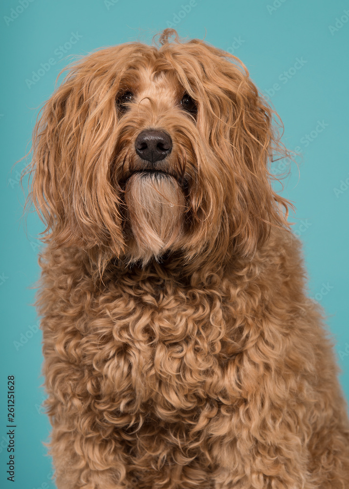 Portrait of a labradoodle looking at the camera on a blue background in a vertical image with mouth closed