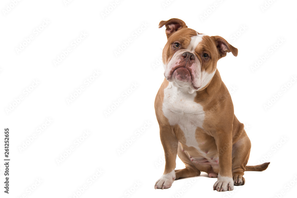 Sitting Old english bulldog looking at the camera isolated on a white background