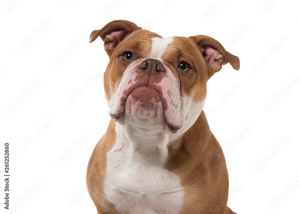Portrait of an old english bulldog looking away isolated on a white background