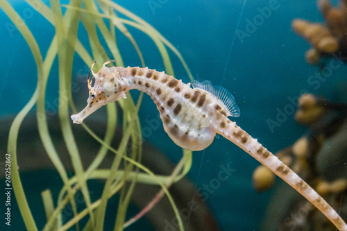 seahorse