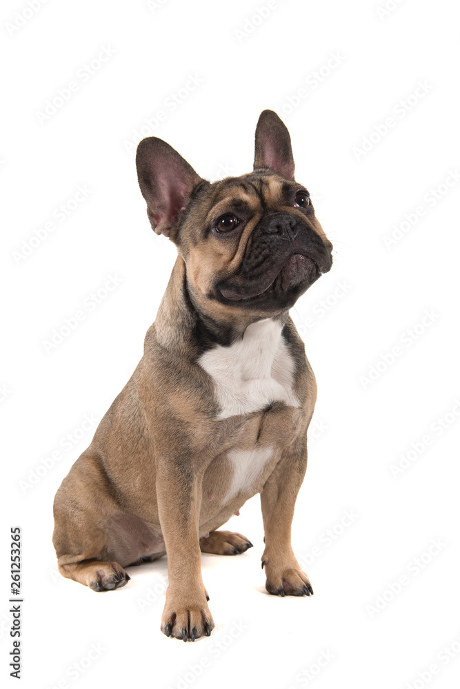 Sitting french bulldog looking away isolated on a white background in a vertical image with mouth closed