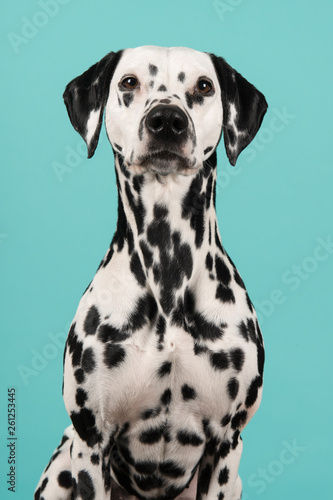 Portrait of a dalmatian dog looking at the camera on a blue background in a vertical image © Elles Rijsdijk