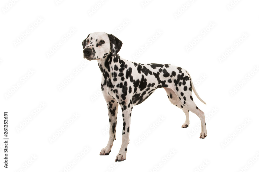 Standing dalmatian dog isolated on a white background