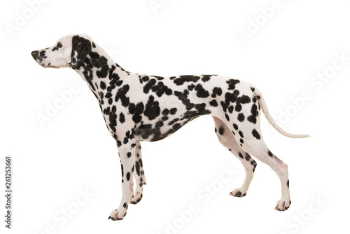 Standing dalmatian dog isolated on a white background seen from the side