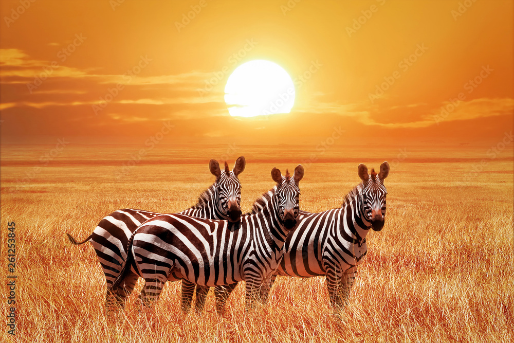 African zebras at sunset in the Serengeti National Park. Tanzania. Wild nature of Africa. - obrazy, fototapety, plakaty 