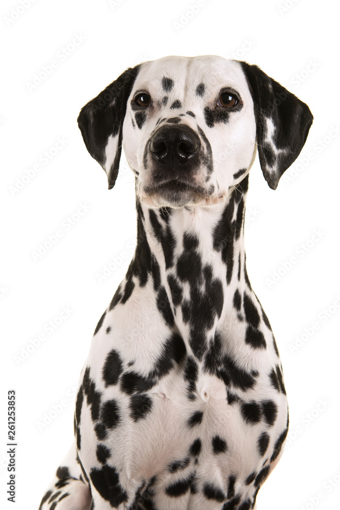 Portrait of a dalmatian dog glancing away isolated on a white background