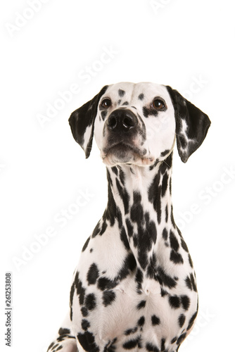 Portrait of a dalmatian dog looking up isolated on a white background in a vertical image