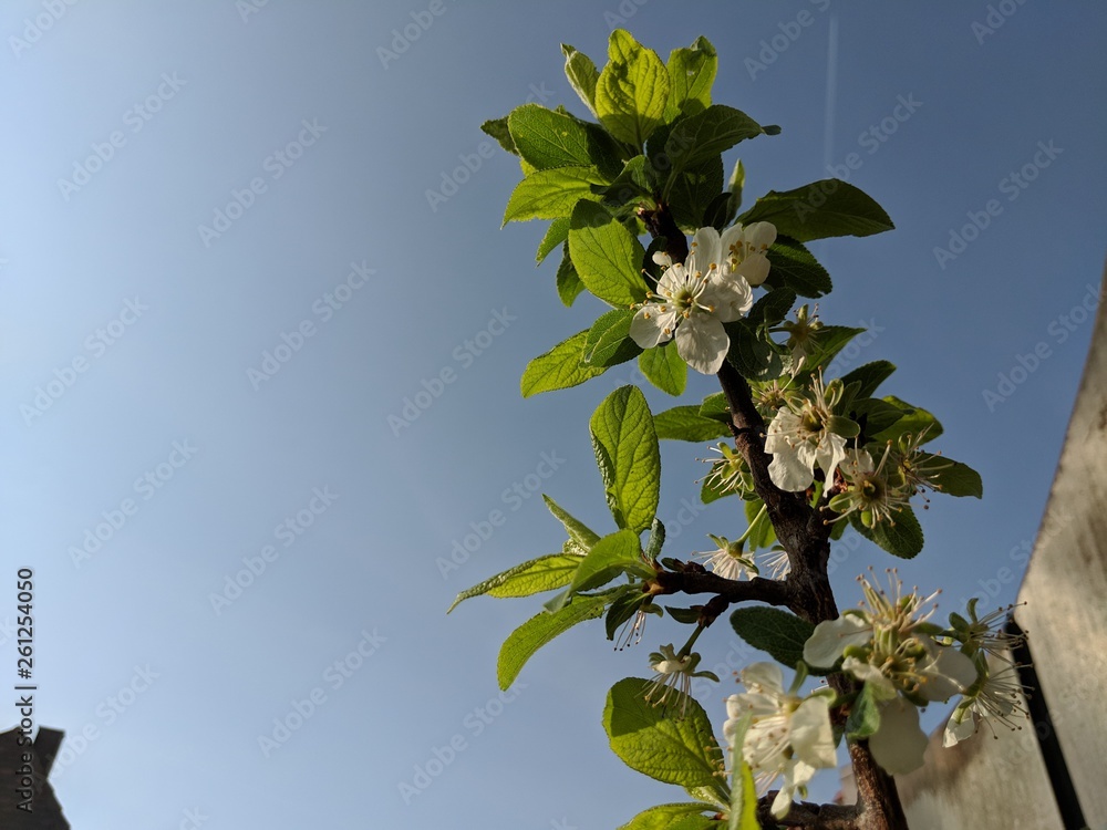 Obraz premium Flowering young plum tree on a balcony