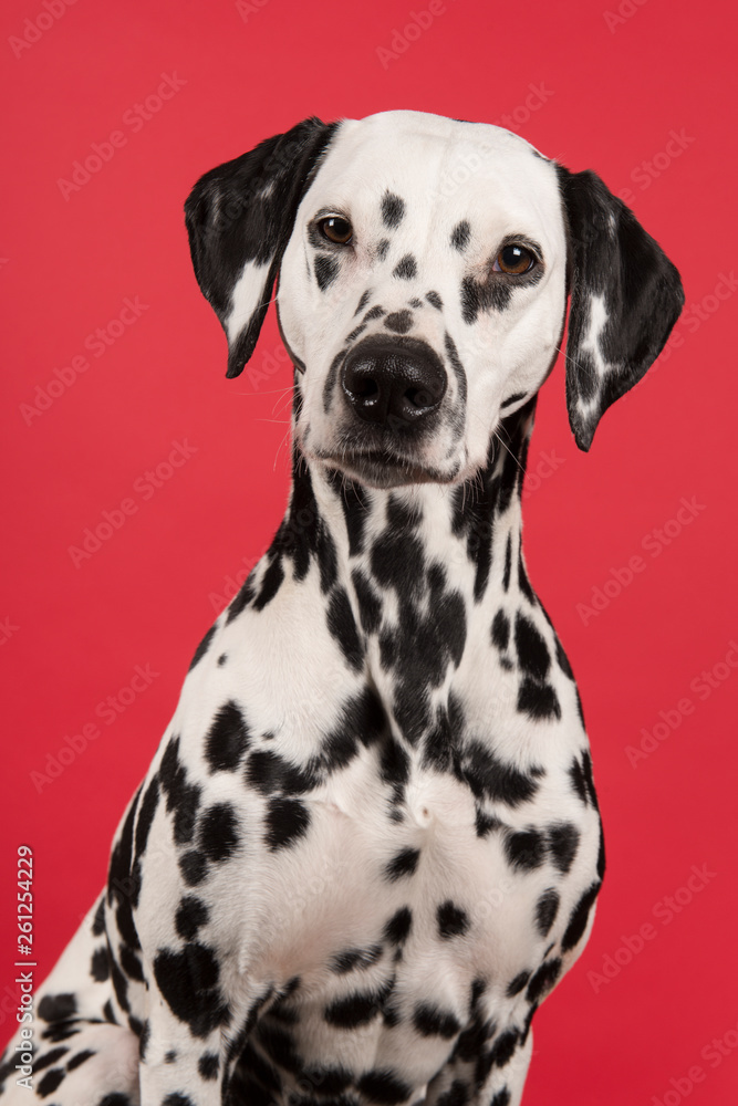 Portrait of a dalmatian dog looking at the camera on a red background Portrait of a dalmatian dog looking at the camera on a red background