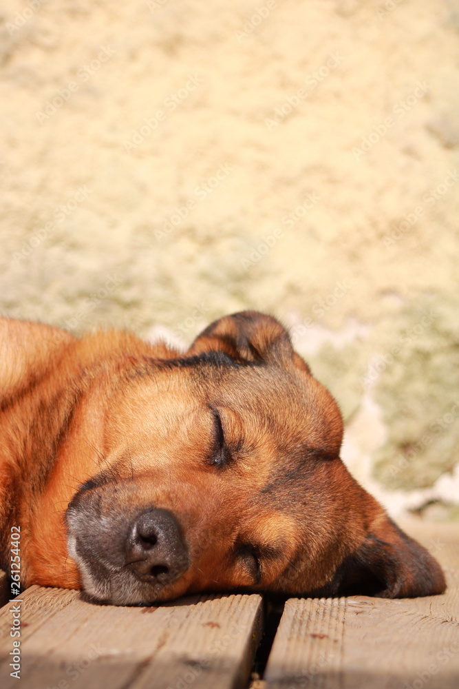 Brown Malinois shepherd head with a beautiful brown hair. Close-up of a beautiful adult dog with eyes closed