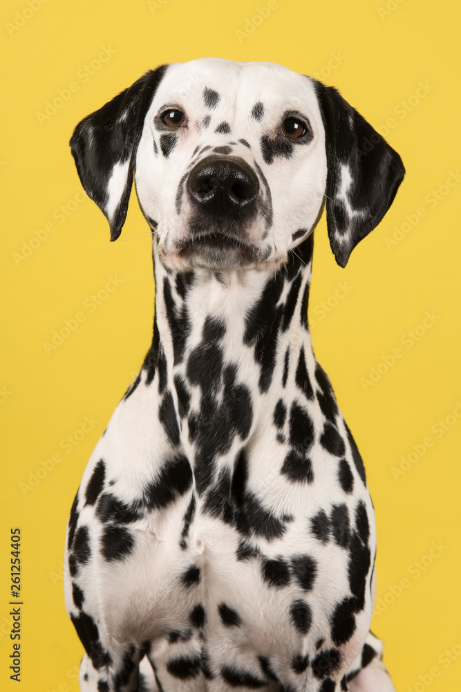 Portrait of a dalmatian dog looking at the camera on a yellow background in a vertical image Portrait of a dalmatian dog looking at the camera on a yellow background in a vertical image