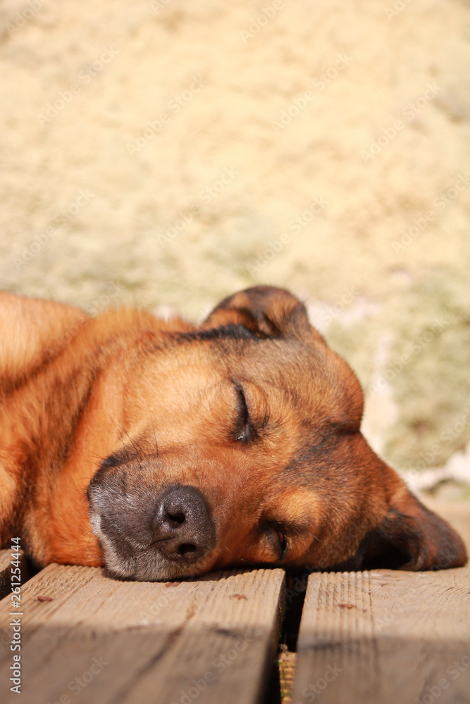 Vertical shot of a beautiful brown dog lying on the ground. Brown Malinois shepherd head with a beautiful face Vertical shot of a beautiful brown dog lying on the ground. Brown Malinois shepherd head with a beautiful face