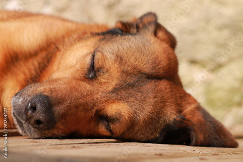Adult brown red dog lying eyes closed. Belgian Malinois Shepherd sleeping on a wooden floor © Bruno
