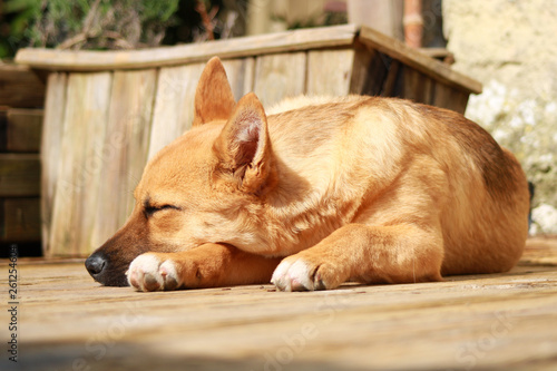 Baby Amstaff dog sleeping on a wooden deck. Cute puppy with light brown hair in the sun