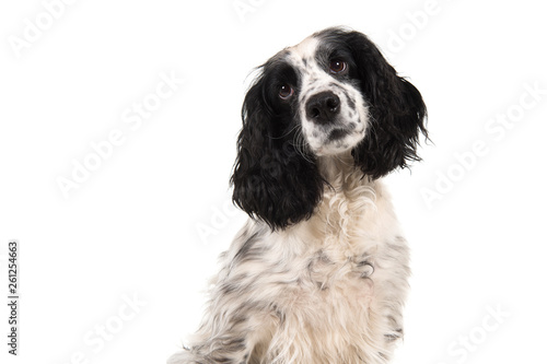 Portrait of a english cocker spaniel glancing away isolated on a white background in a horizontal image