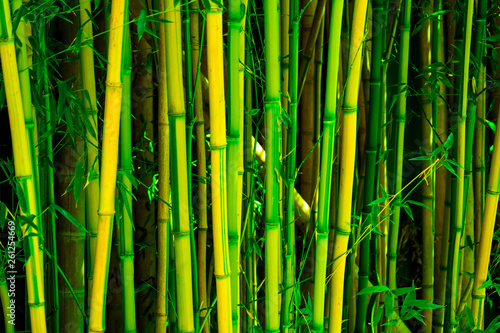 thickets of green bamboo