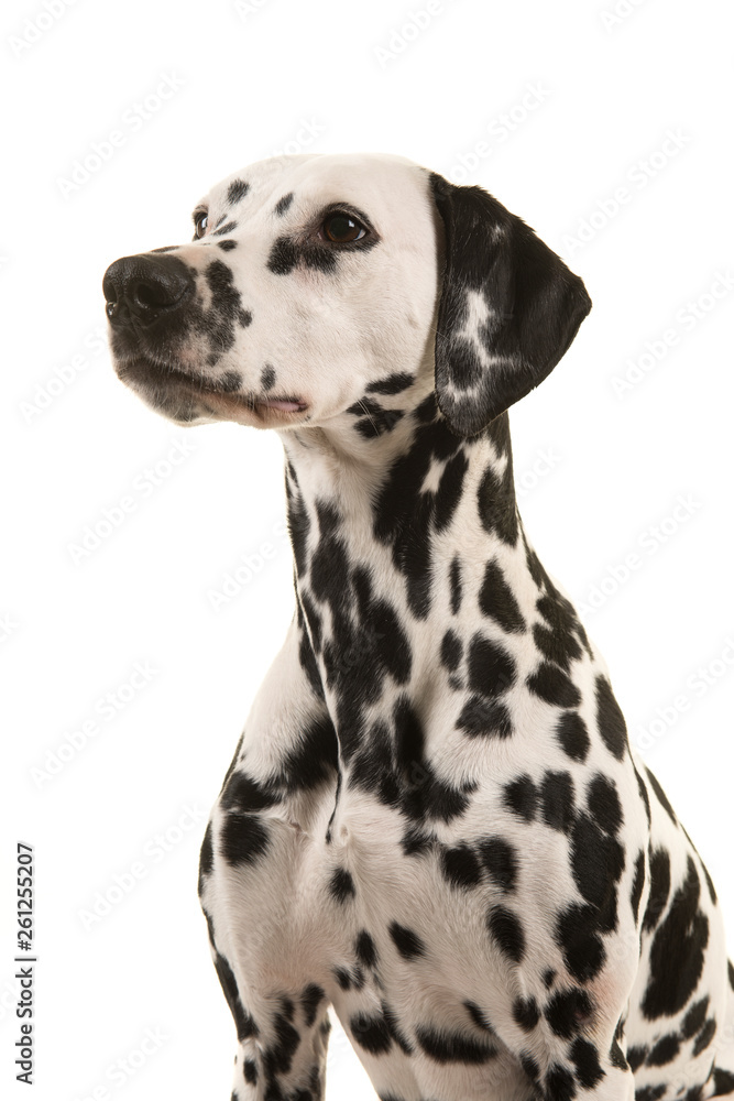Portrait of a dalmatian dog looking away on a white background in a vertical image seen from the side Portrait of a dalmatian dog looking away on a white background in a vertical image seen from the side