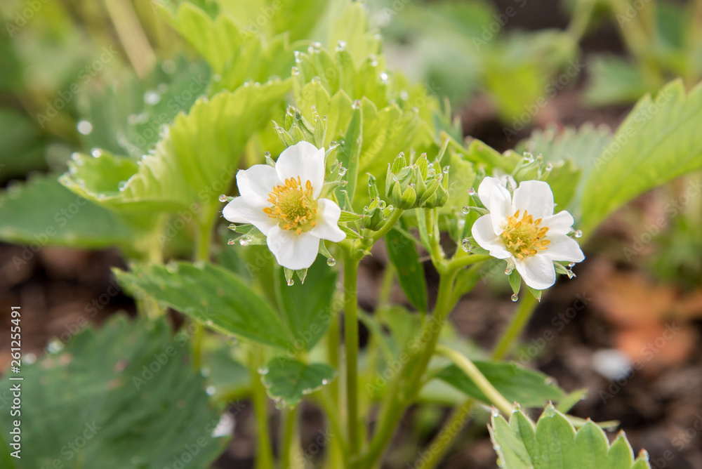 Obraz premium White flowers garden strawberries in the morning in droplets of dew and in sunlight