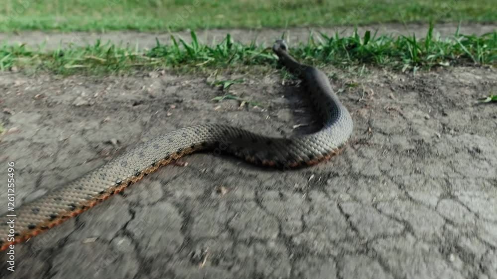 Extremely close-up video snake (viper), which is rapidly trying to crawl away. The pursuit of a large poisonous snake. Dangerous occupation. Extremely close-up video snake (viper), which is rapidly trying to crawl away. The pursuit of a large poisonous snake. Dangerous occupation.