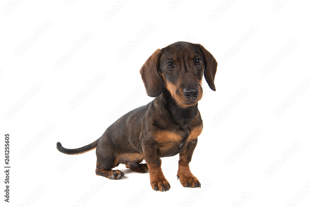 Smooth haired Dachshund looking at the camera sitting isolated on a white background